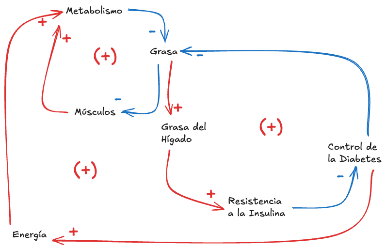 Zk Diagrama de Bucle Causal (Ejemplo de Dinámica Causal de la Resistencia a la Insulina y el Metabolismo).png